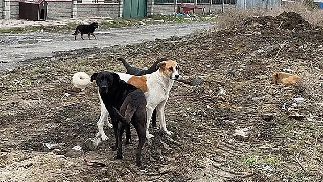 MAZLUMDER 'sahipsiz başıboş köpeklere' ilişkin rapor hazırladı
