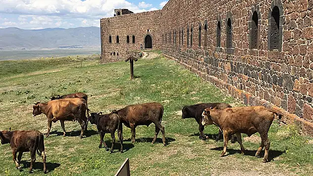 Mecidiye Tabyası, 'ahıra döndü' 