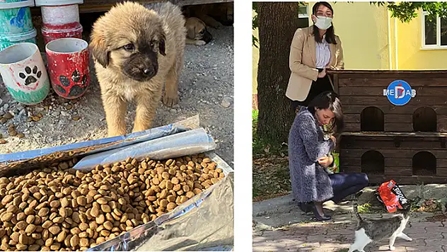 MEDAŞ, sokak hayvanlarının yanında
