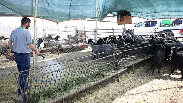 Meram Belediyesi Kurban Bayramına hazır