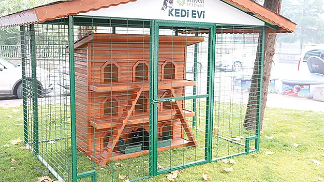 Meram Belediyesi, sokak hayvanları için çalışmalarını hızlandırdı