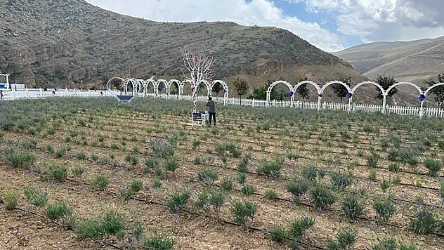 Meram Lavanta Bahçesi ziyarete açıldı
