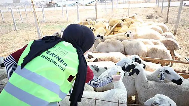 Meram'daki hayvan satış alanında kurban hareketliliği
