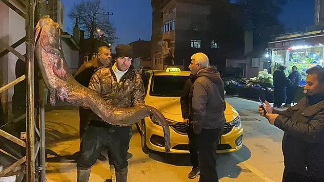 Meriç Nehri'nde 2 metre, 70 kilo yayın yakaladılar


