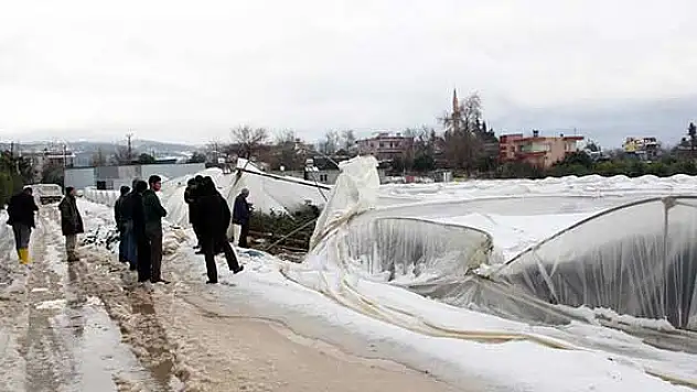 Mersin'de kar yağışı narenciye bahçelerine zarar verdi