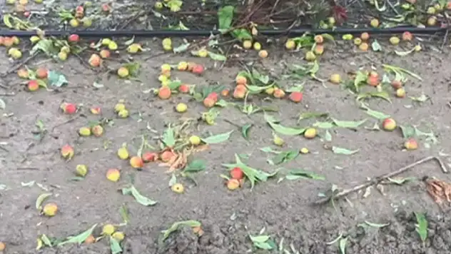 Mersin'de narenciyeye 'dolu' zararı

