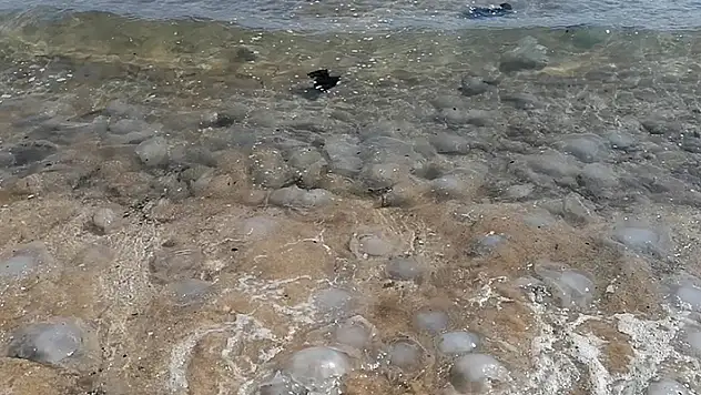 Mersin sahillerine çok sayıda ölü denizanası vurdu
