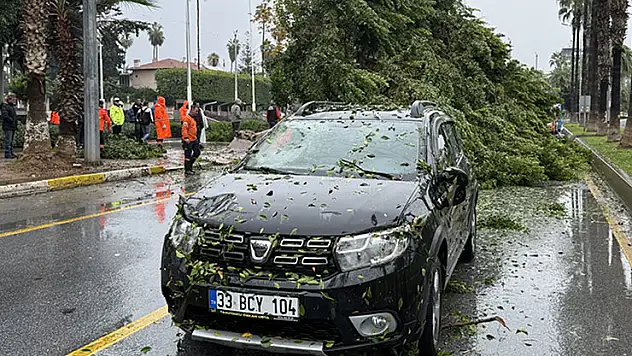 Mersin'de rüzgarın etkisiyle devrilen ağaç seyir halindeki 3 araca zarar verdi