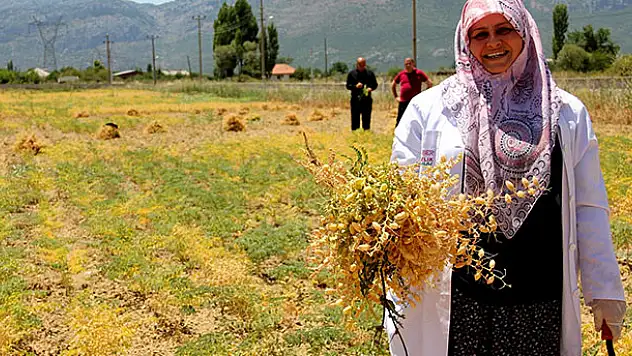 Meslek lisesinin organik nohutları hasat edilmeye başlandı