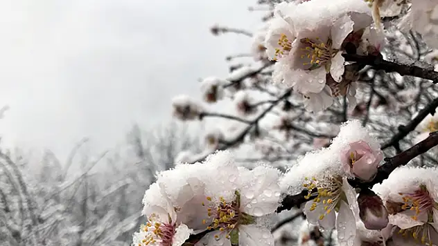 Meteorolojiden 7 il için zirai don uyarısı