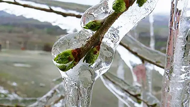 Meteorolojiden Konya için zirai don uyarısı!