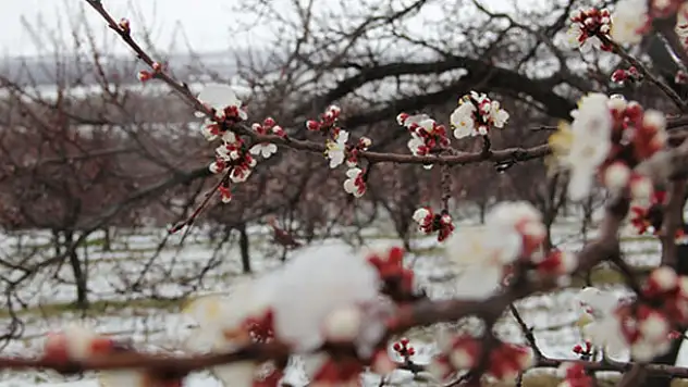 Meteorolojiden Konya'ya zirai don uyarısı