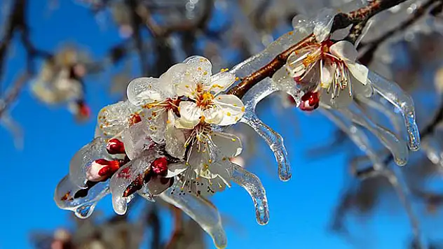 Meteorolojiden zirai don uyarısı