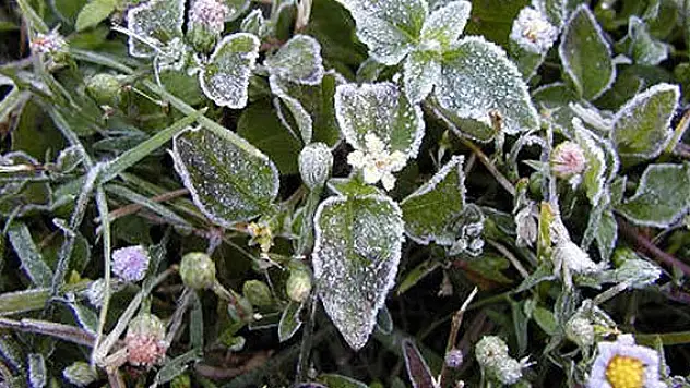 Meteorolojiden zirai don uyarısı