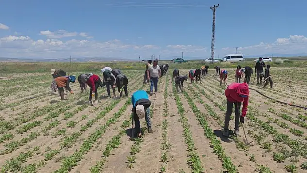 Mevsimlik tarım işçileri ekmek parası için ter döküyor
