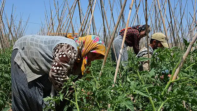 Mevsimlik tarım işçilerinin çalışma koşullarının iyileştirilmesine yönelik yeni düzenlemeler Resmi Gazete'de
