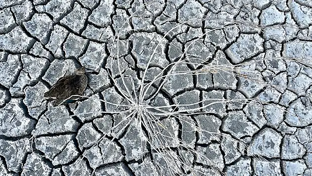 Mevsimsel kuraklığın yaşandığı Akşehir Gölü'nde çok sayıda ölü yaban ördeği bulundu