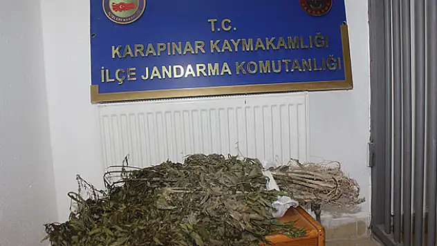 Mısır tarlasına dikili Hint keneviri bulundu