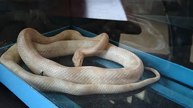 Mısır yılanı ve tarantulayı satmak isteyen şüpheli jandarmaya yakalandı

