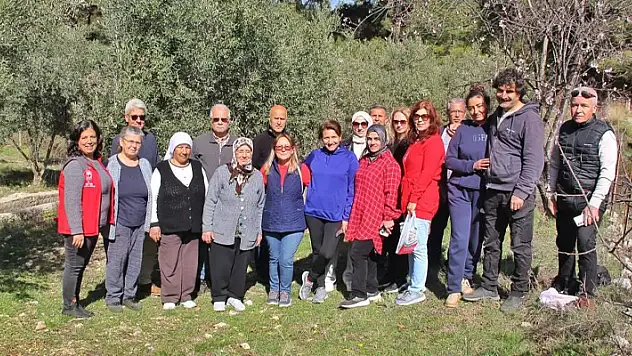 Muğla'da Almanlar ve İngilizler zeytin budamayı öğrendi
