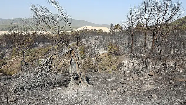 Muğla'da bu yıl çıkan 385 yangında 1400 hektar tarım ve orman alanı zarar gördü
