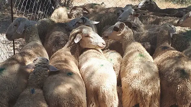 Muğla'da küçükbaş hayvan zehirlenme vakası: 30 koyun telef oldu
