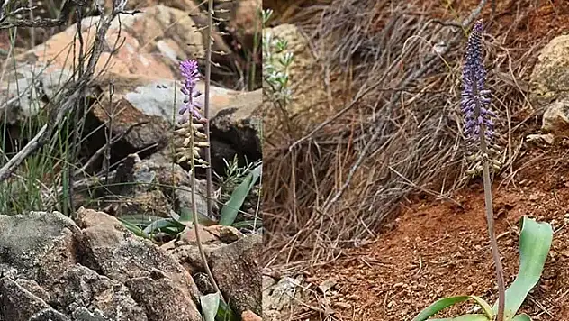 Muğla'da yeni bir bitki türü keşfedildi Balan sümbülü
