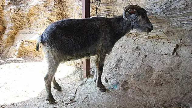 Muğla'daki yangında yavrularını kaybeden anne keçi, hayata küstü! Yemeden içmeden kesildi
