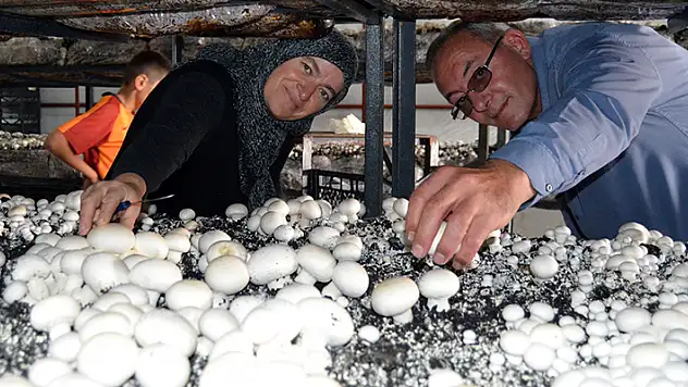 Muhtar mantar üretiminde başarılı oldu, köyüne kooperatif kuruyor

