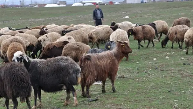 Muş'ta 6 bin TL Maaşla Çoban aranıyor