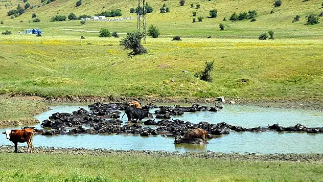 Muş'ta çobanlar sıcaktan bunalan mandaları nehir, gölet ve sulama kanallarında serinletiyor
