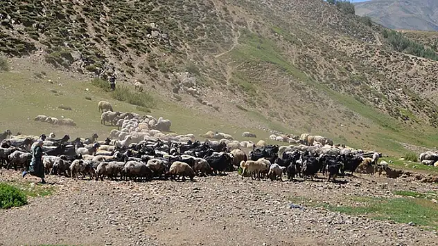 Muş'ta küçükbaş hayvan sütünden ekonomiye yılda 500 milyon lira katkı
