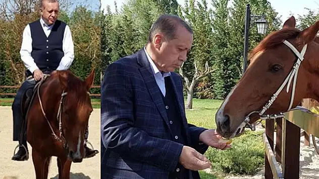 Mustafa Varank, Cumhurbaşkanı Erdoğan'ın fotoğraflarını paylaştı