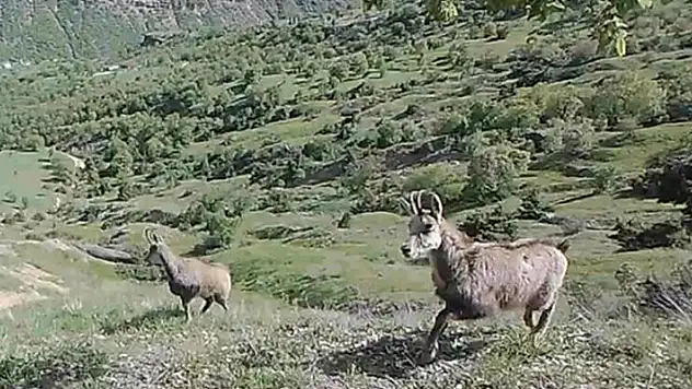 Nadir görülen dağ keçisi 'şamua'ların sayısı iki katına çıktı
