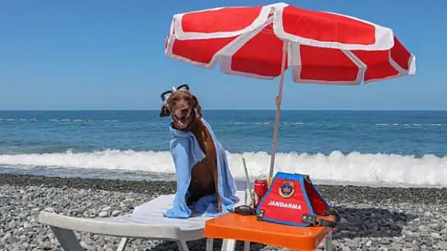 Narkotik köpeği Vuslat emekli oldu