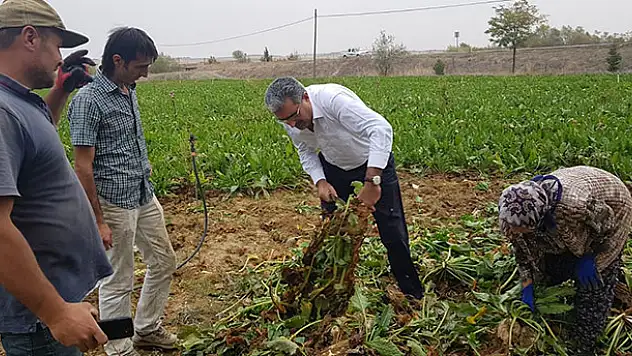 NBŞ'de kota düştü pancar üreticisinin yüzü güldü