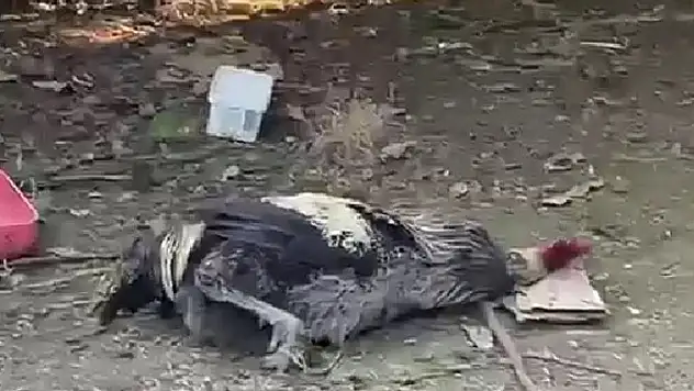Nefesi tükenen horoz öterken bayıldı
