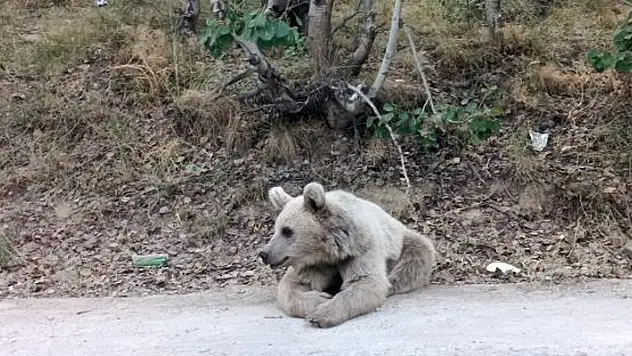 Nemrut'un ayıları vatandaşların ilgi odağı olmaya devam ediyor
