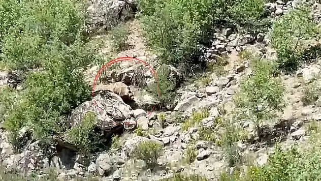 Nesli tehlike altında olan bozayı Konya'da görüntülendi