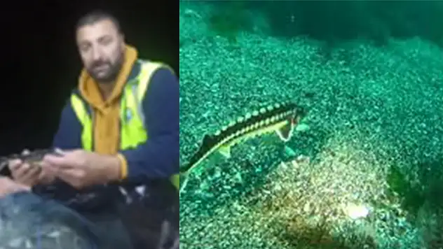 Nesli tükenmekte olan Mersin balığı ağa takıldı