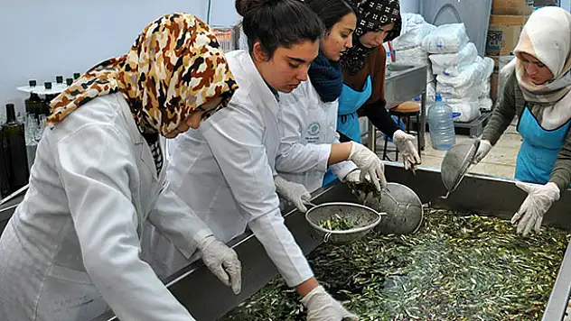 NEÜ Gıda Mühendisliği Zeytinyağı Üretmeye Başladı