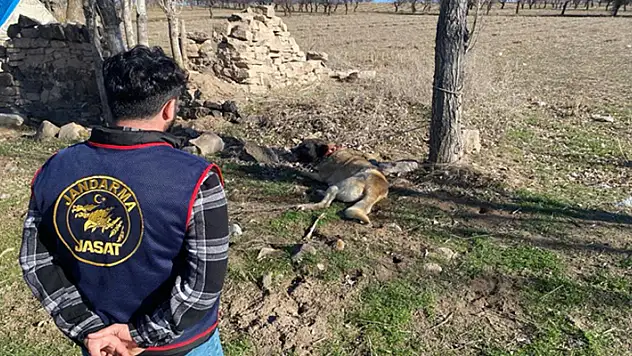 Nevşehir'de köpek dövüştürüp yasa dışı bahis oynayan 9 kişi yakalandı
