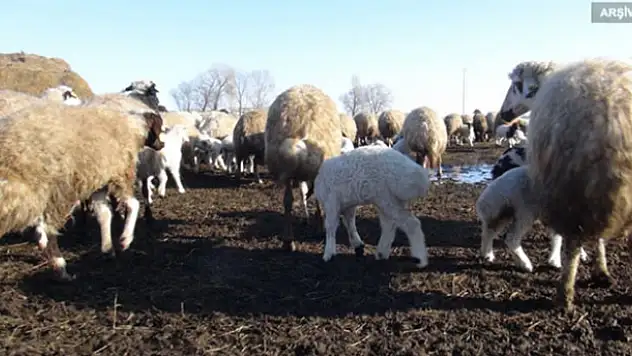 Niğde'de 500 koyun, ölü kuzu doğurdu