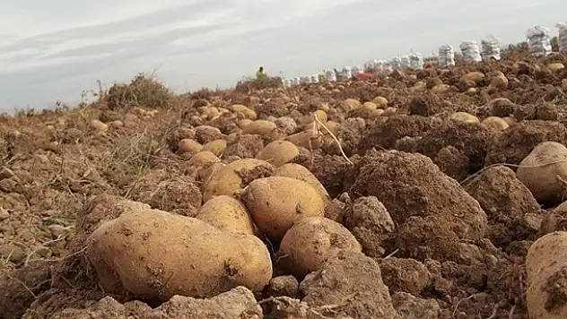 Niğde Patatesini Hastalık Vurdu! Vatandaşın Cebi Yanacak