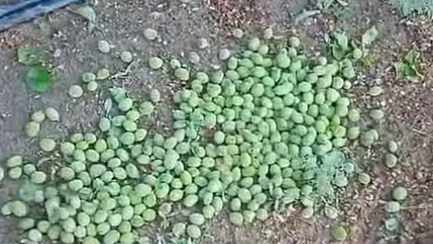 Niğde'de tarım arazileri dolu ve selden zarar gördü
