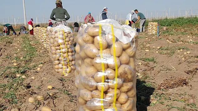 Niğde'de yazlık patates ekimi yüzde 200 arttı
