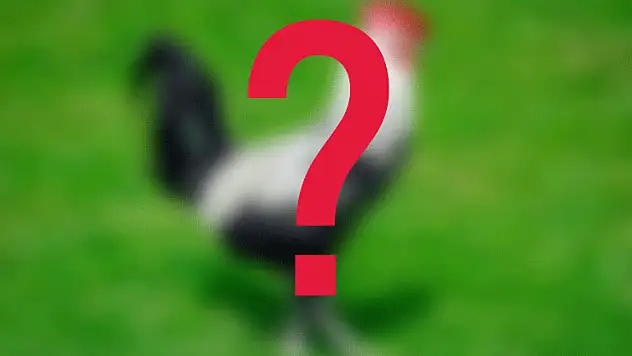 O hayvan ırkı Konya'daki enstitüde korunuyor