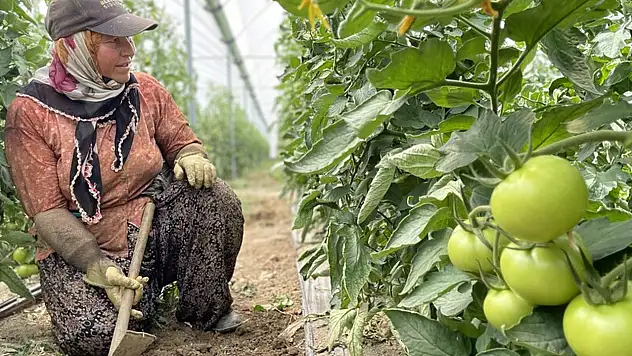 O il sebze-meyve üretiminde Türkiye'nin lideri