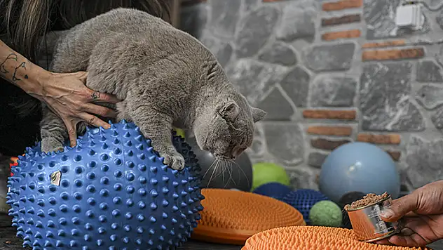 Obez kedi 'Şiraz' pilates yaparak ve yüzerek zayıflıyor