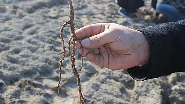 Öğrenciler, erozyonla mücadele için 'Kapari' ekti